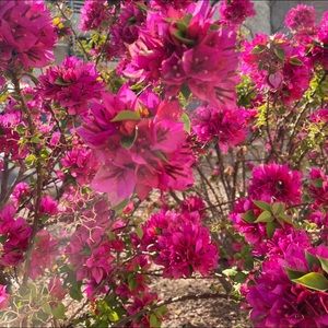 Meet your Posher, Hailey